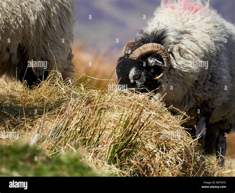 Sheep Grazing On Scottish Hills Hi Res Stock Photography And Images Alamy