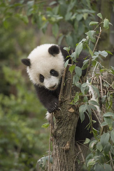 Giant Panda Cub Chengdu Sichuan China Photograph By Katherine Feng