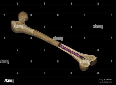 Cross section of a femur bone showing the anatomical structure Stock
