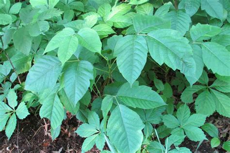 How Poison Ivy Oak And Sumac Affect Humans And Pets