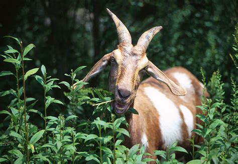 Animales Herbívoros Qué Es Definición Y Concepto