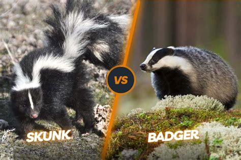Honey Badger Vs Porcupine Fearless Predator And Spiky Defender