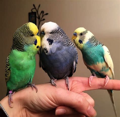 Look What I Pinned Keeping Parakeets As Pets Valuable Periquitos