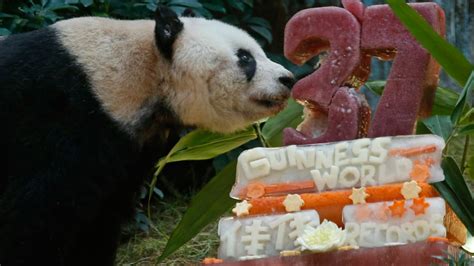 Happy Birthday Jia Jia Worlds Oldest Giant Panda Turns 37 Nbc News