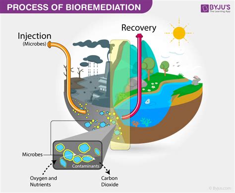 What Is Bioremediation Bits Of Days