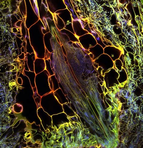 All Sizes Confocal Microscopy Of Plants Flickr Photo Sharing