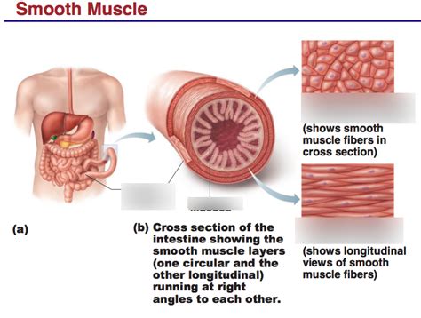 Smooth Muscle Diagram Quizlet