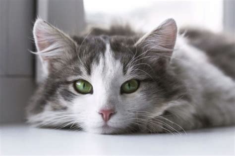 Changing eye color later in life. What Does It Mean If Your Cat's Eyes Change Color? - The ...