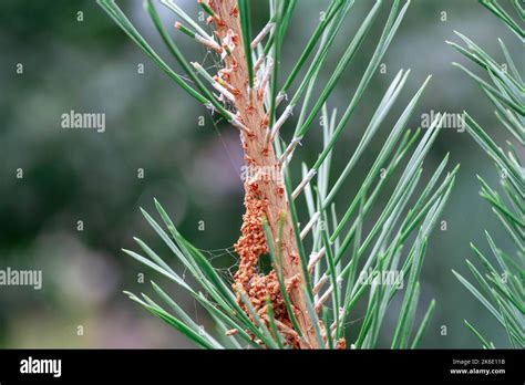 Diseases Of Coniferous Trees Parasites Of Pine Wood Scleroderriosis Pine Spinner