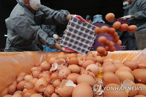 살충제계란 파문 때 농장도 정부도 식품안전에 최우선 안둬 연합뉴스