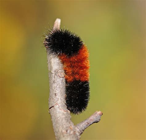 Wild Profile Meet The Woolly Bear Caterpillar Cottage Life
