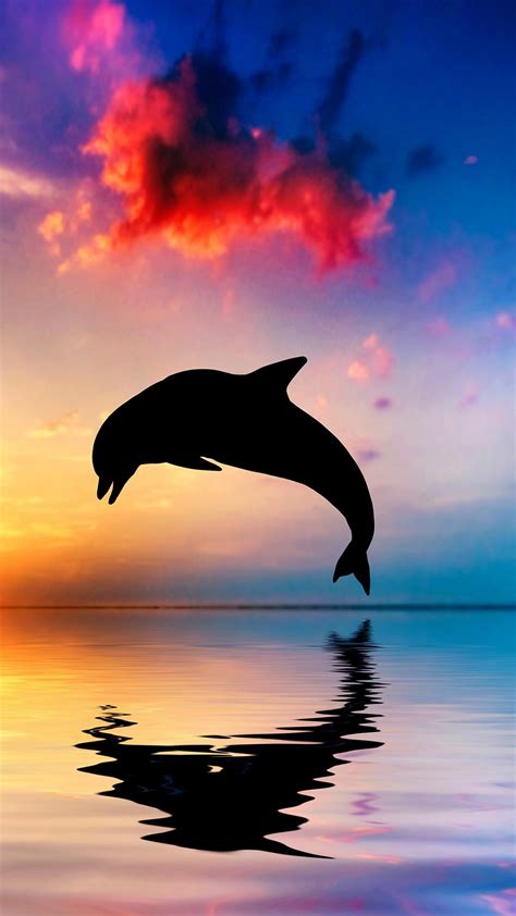 Dolphin Wallpapers 71 Background Pictures