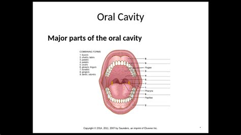 Oral Cavity Diagram Quizlet