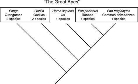A Phylogeny Of The Great Apes Download Scientific Diagram