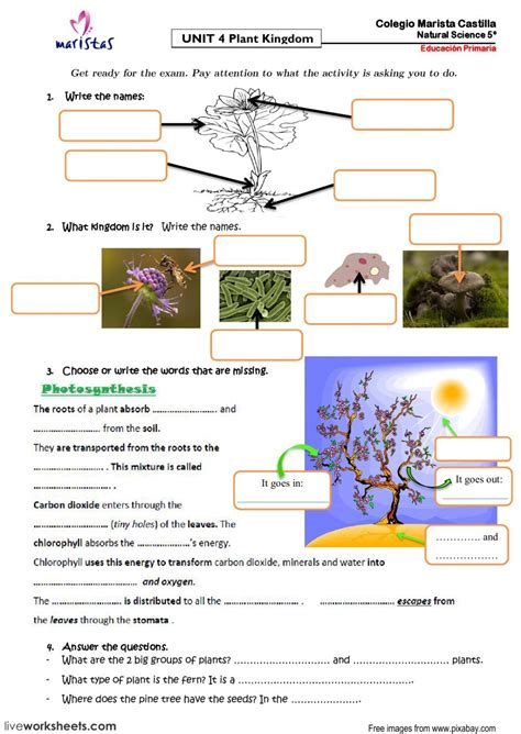 Live Worksheets For Grade 4 Science Willis Bedards School Worksheets