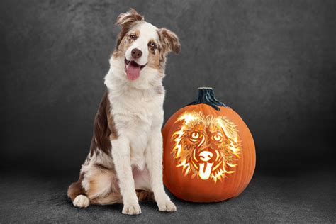 Diy Pet Pumpkin Stencils Of Your Favorite Dog And Cat Breeds Daily Paws