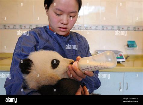 Animal keeper and Giant Panda (Ailuropoda melanoleuca), 5 months