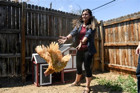 Backyard Chickens Are Having A Moment In Colorado Thanks To The Pandemic Canon City Daily Record