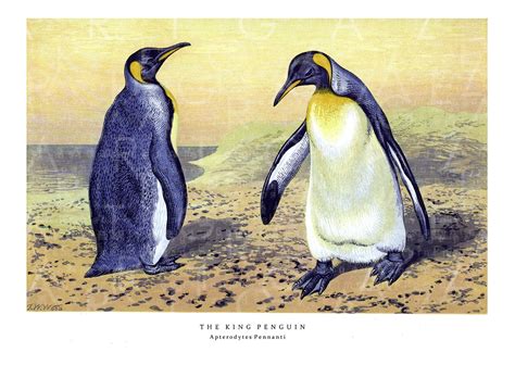 Adorable Penguins Stunning Penguin King Vintage Illustration Etsy In