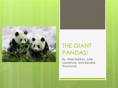 Ppt The Giant Pandas Powerpoint Presentation Free Download Id3062419