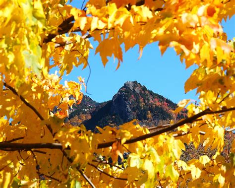 The blue ridge parkway stretches 469.1 miles from afton, virginia south to cherokee, north carolina. Blue Ridge Parkway | Fall Color 2018