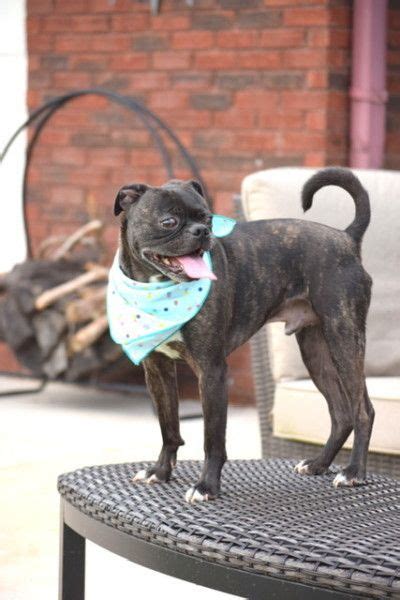 Veda raised her puppies and then adopted meg (cleft palate. Boston Terrier and Pug mixed Rescue Dog for Adoption in Huntsville, Alabama - Oreo And Stitch in ...