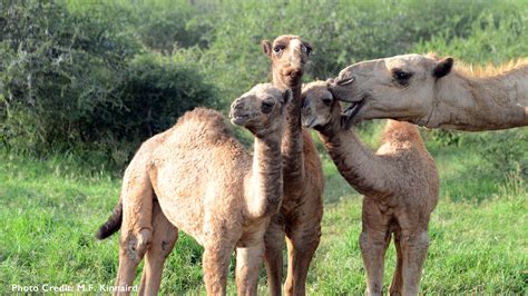 Camelcamelcamel has 28 reviews with an overall consumer. Camels and Cattle: Living with Wildlife | Explore