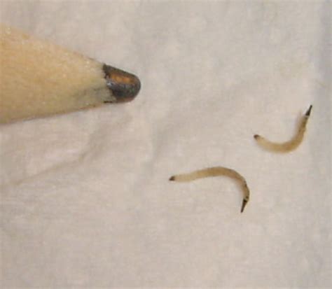 I Found Tiny Black Worms In The Water Dish This Is A Fountain Type