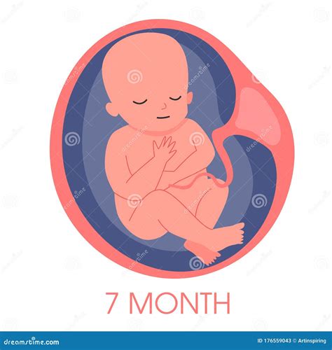 Embryo In Womb Seventh Month Fetal Development And Growth During Stock