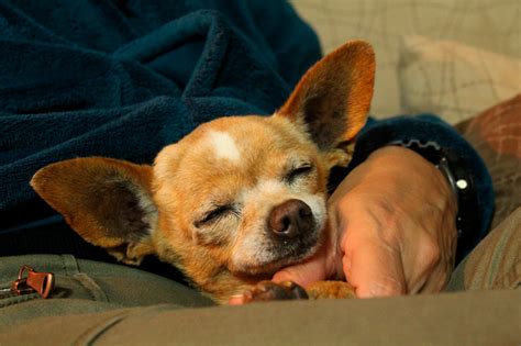 Why Do Chihuahuas Sleep So Much 2022 Full Guide