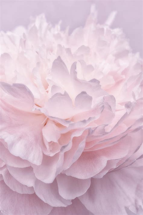 Pink Peony Petals I Photograph By Cora Niele Fine Art America