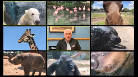 Louisville Zoo Offers Zoom Calls With Animals Wbbj Tv