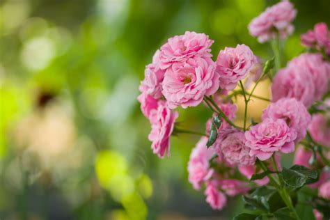 Growing Pink Roses What Are The Best Types Of Pink Rose Bushes