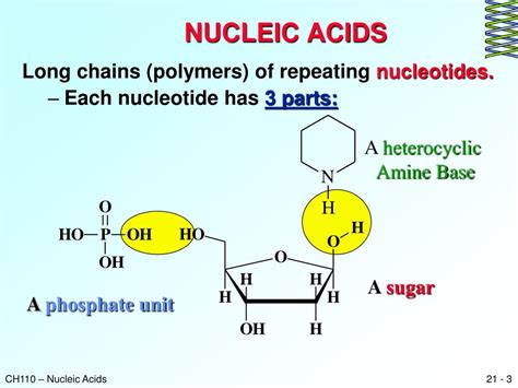 Ppt Chapter Nucleotides And Nucleic Acids Powerpoint Presentation My
