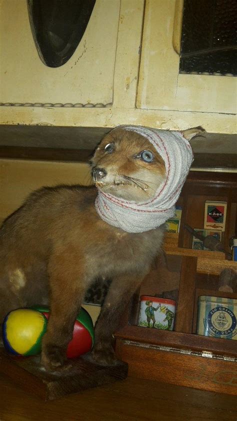 What It Looks Like When Taxidermy Goes Wrong 19 Pics