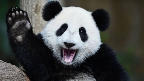 Download Cute Panda Smile Wallpaper