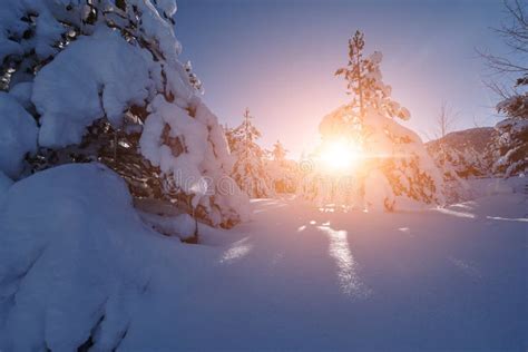 Winter Sunrise With Fresh Snow Covered Forest And Mountains Stock Image