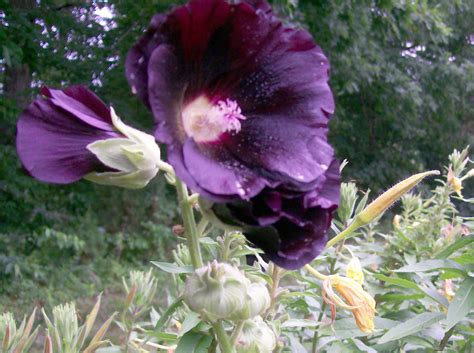 Spikes form on this with conspicuous, large flowers in many beautiful colors. Hollyhock, Black