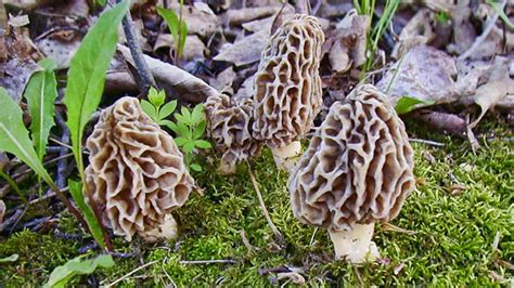 Morchelle o spugnole sono dei funghi speciali da conoscere e provare..