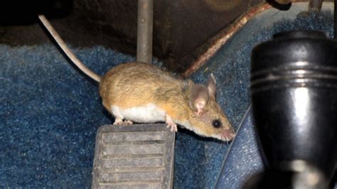 How much does a replacement car key cost. How did a mouse get in my car? When animals invade ...