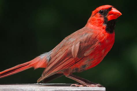 Birdwatchers Photograph Rare Half Male Half Female Cardinal In