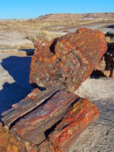 Day Hiking Trails Best Trails To See Petrified Forests Wonders