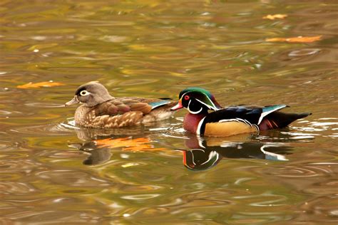 Wood Duck Pair In Autumn Smithsonian Photo Contest Smithsonian Magazine