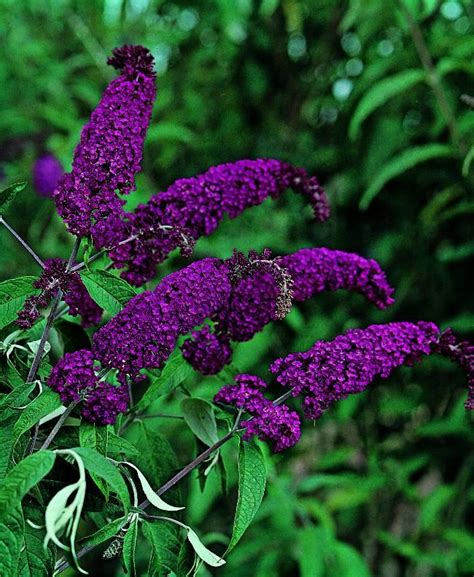 Free shipping on qualified orders. Deep Purple Buddleia