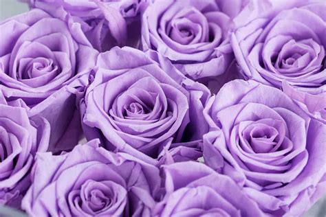 18 Rose Color Meanings That Are Just More Than Romantic