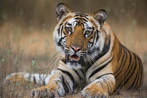 Wild Tiger Numbers Rise For The First Time In 100 Years Wwf