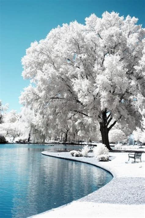 Winter Wonderland Snow Covered Tree Nature At Its Best