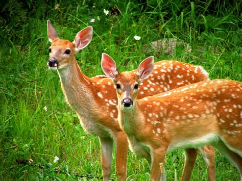 Fawns Twins Deer Free Photo On Pixabay