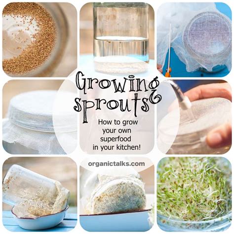 Growing Sprouts How To Grow Your Own Superfood In Your Kitchen