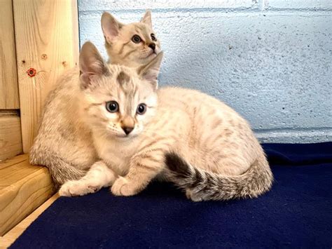 Snow Bengal Kittens Male And Female Bengal Kittens For Sale In New Jersey United States